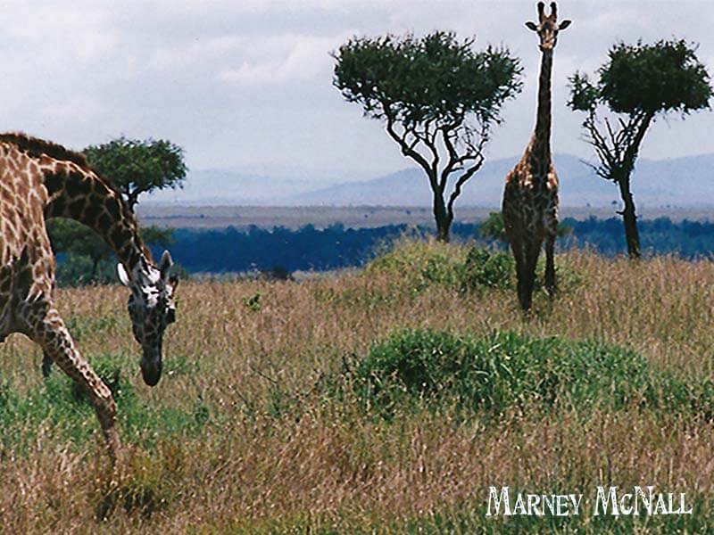 Giraffe in Maasai Mara game reserve